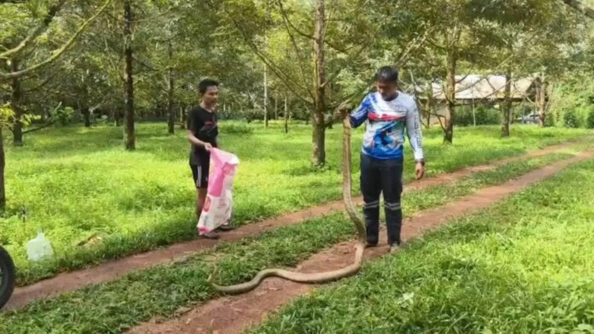 Rescuer catches giant king cobra in Trang durian orchard