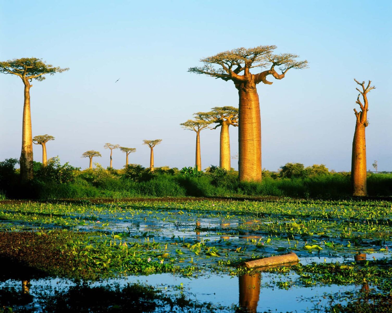 UAE island fever: Phuket and Madagascar top wishlist | News by Thaiger