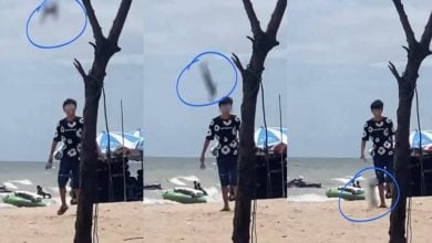 Hare-rest him! Bang Saen Beach yob slammed for sick rabbit abuse | Thaiger