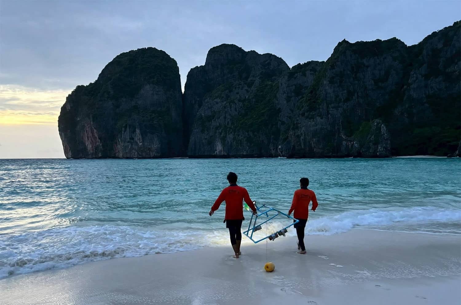 Shark ‘n’ awe as blacktip reef sharks swarm Maya Bay in Krabi (video) | News by Thaiger