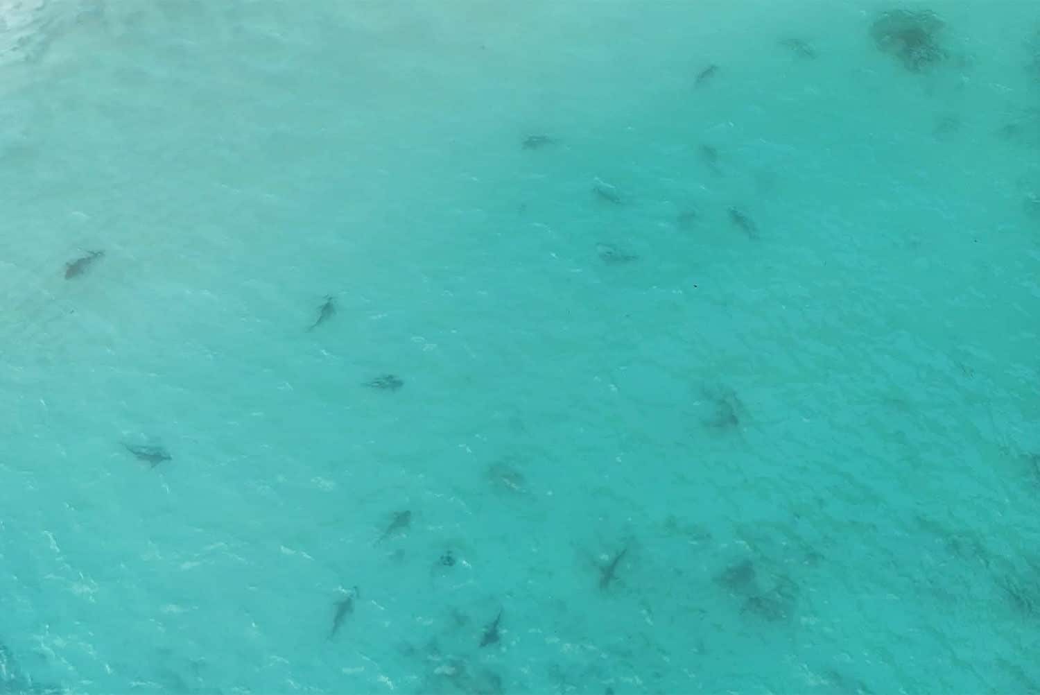 Shark ‘n’ awe as blacktip reef sharks swarm Maya Bay in Krabi (video) | News by Thaiger