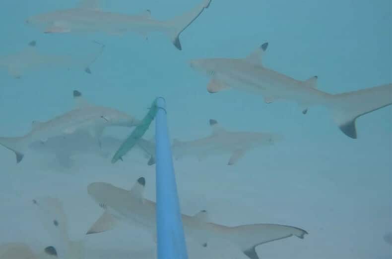 Shark ‘n’ awe as blacktip reef sharks swarm Maya Bay in Krabi (video) | News by Thaiger