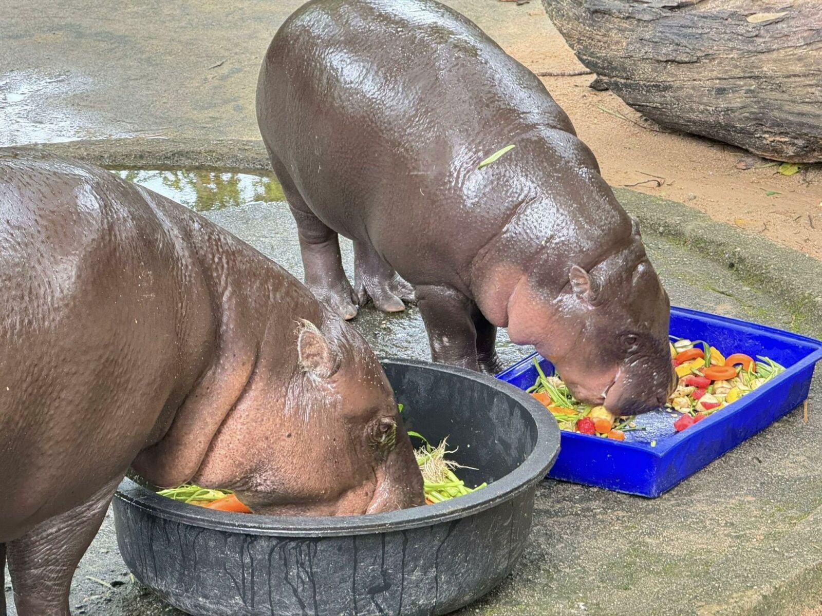 Hippo-star rising: Moo Deng cooks up at zoo birthday bash | News by Thaiger