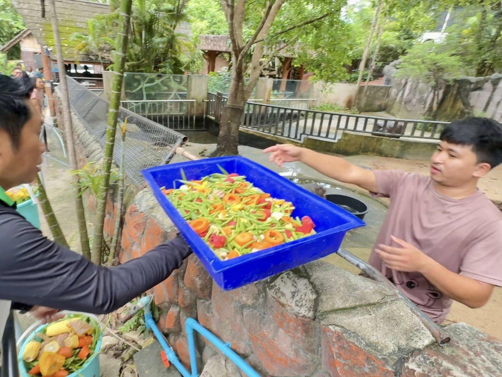 Hippo-star rising: Moo Deng cooks up at zoo birthday bash | News by Thaiger