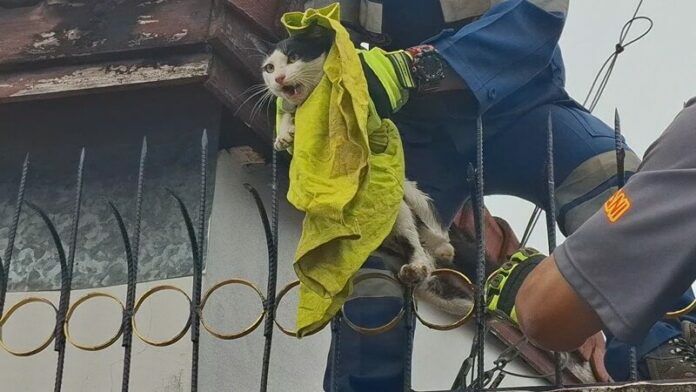 Brawling cat impaled on fence sparks Udon Thani rescue | News by Thaiger
