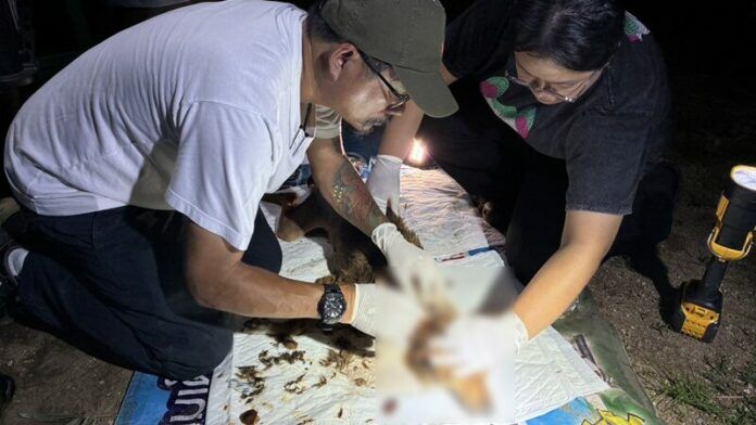 Chained dogs saved in monk-led rescue mission in Lampang | News by Thaiger