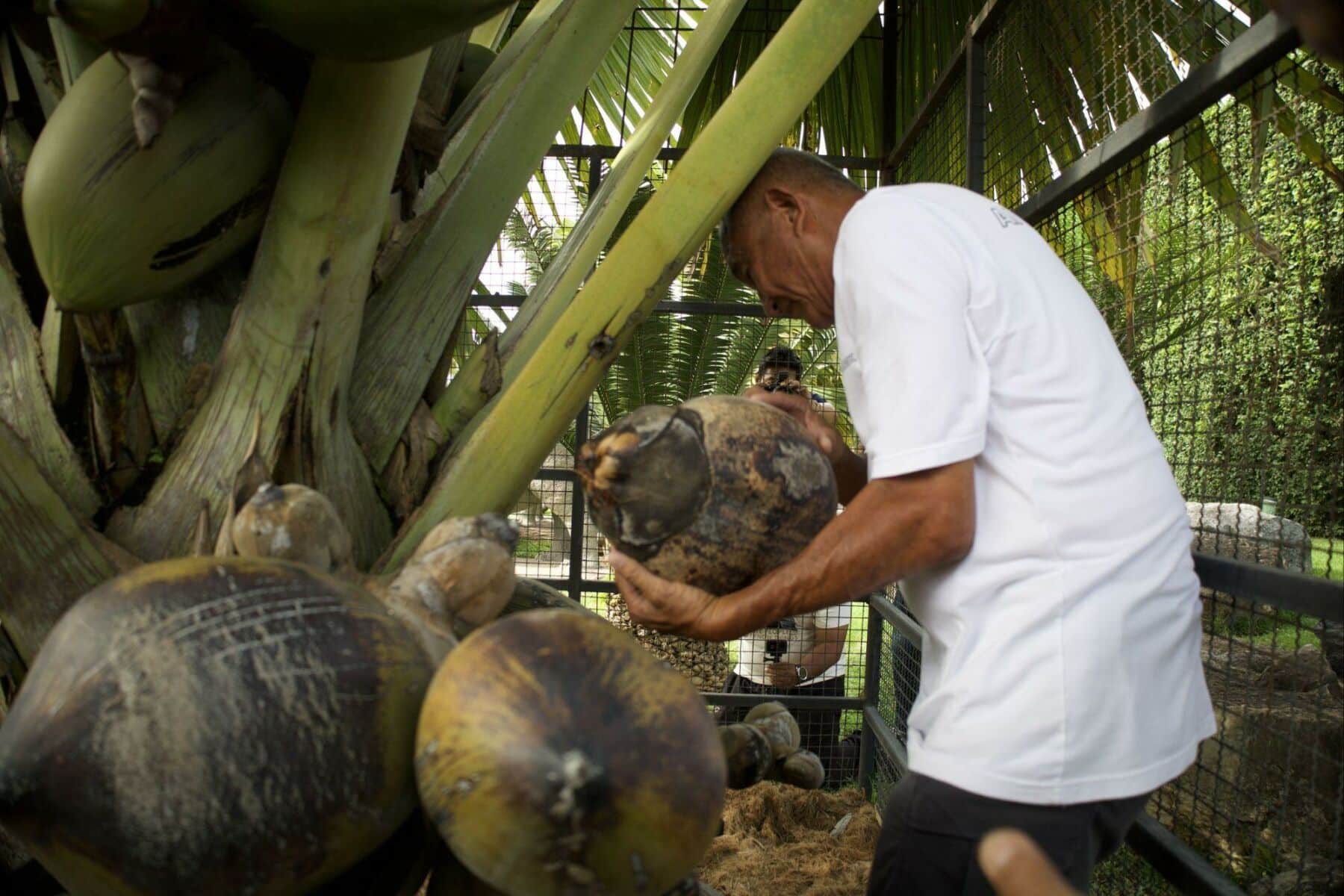 Royal nut: Rare Coco de Mer haul cracks global record in Pattaya | News by Thaiger
