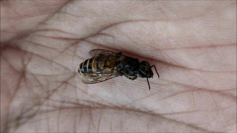 Sting operation gone wrong: Bees attack kids in Udon Thani class | News by Thaiger