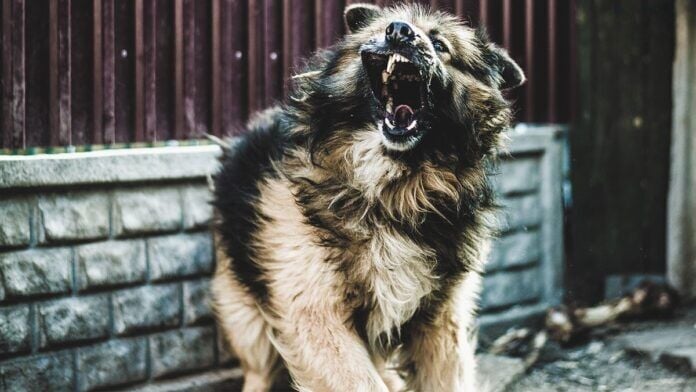 Rabies deaths in Thailand triple with dogs as primary source | News by Thaiger