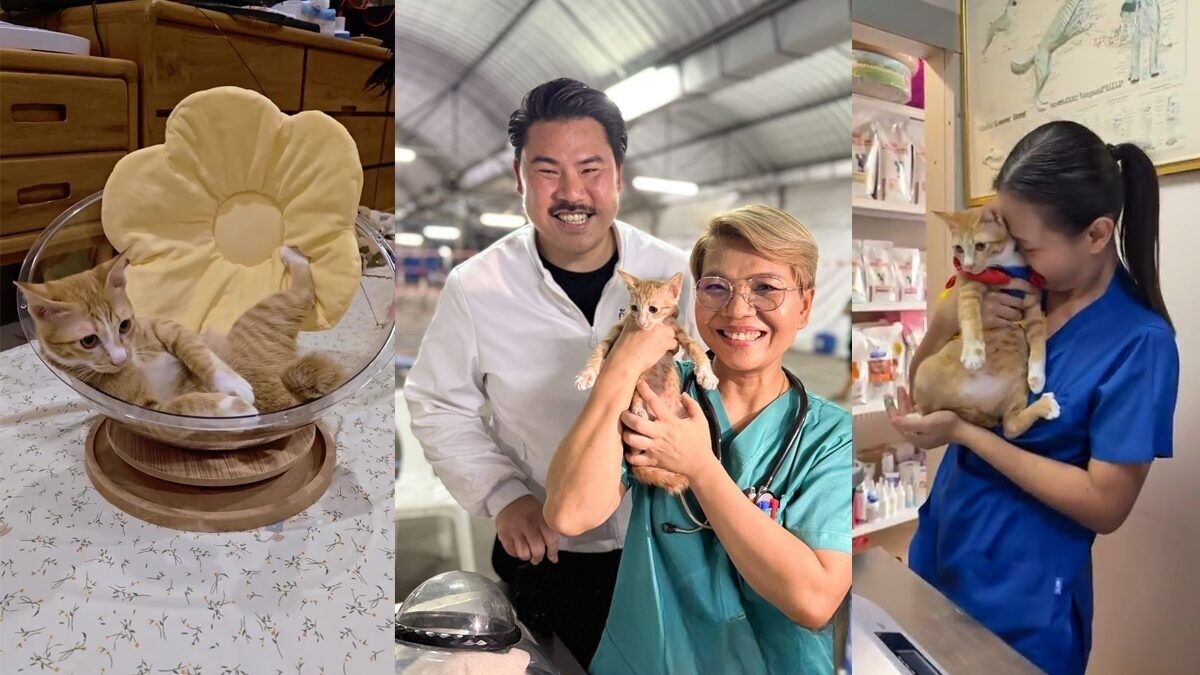 Miracle orange cat rises after Bangkok building collapse | News by Thaiger