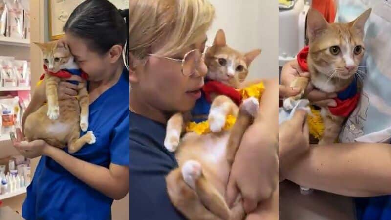 Miracle orange cat rises after Bangkok building collapse | News by Thaiger