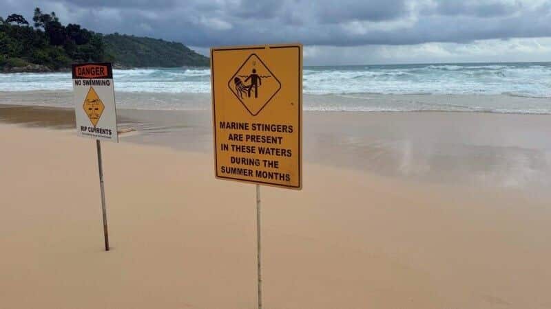 Jellyfish helliday turns toxic as 'floating terror' hits Phuket beach | News by Thaiger