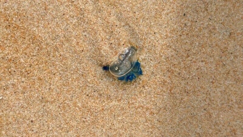 Jellyfish helliday turns toxic as 'floating terror' hits Phuket beach | News by Thaiger