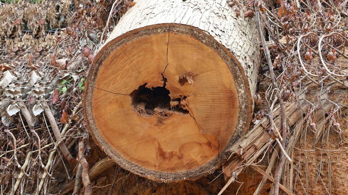 Illegal logging racket busted in South Thailand | News by Thaiger