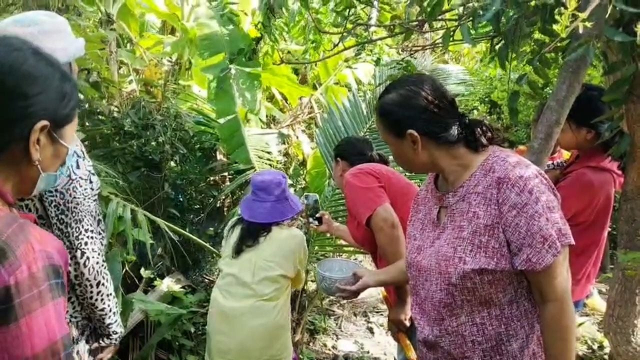 ‘Naga coconut tree’ in Phetchabun sparks lucky number frenzy | News by Thaiger