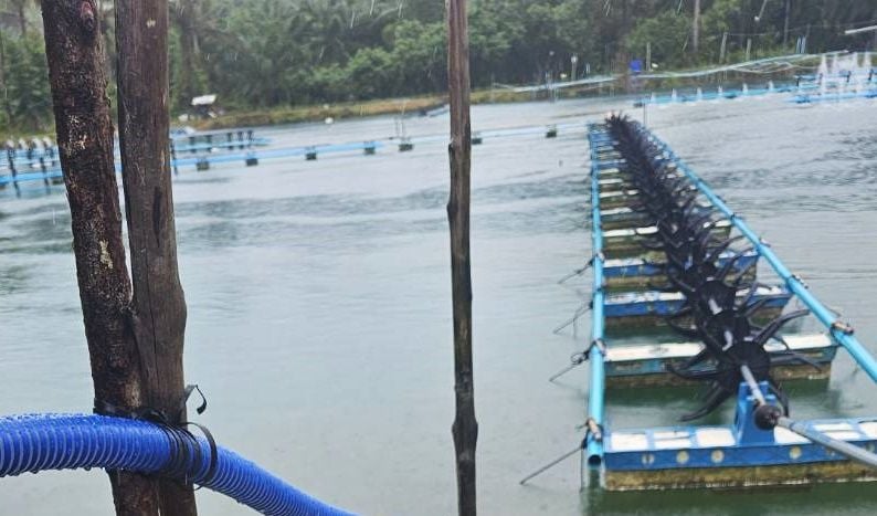 Phang Nga worker’s leg mangled in shrimp pond horror (video) | News by Thaiger