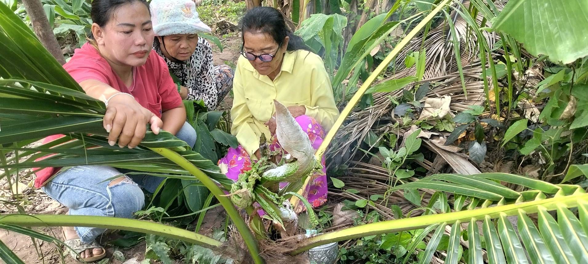 ‘Naga coconut tree’ in Phetchabun sparks lucky number frenzy | News by Thaiger