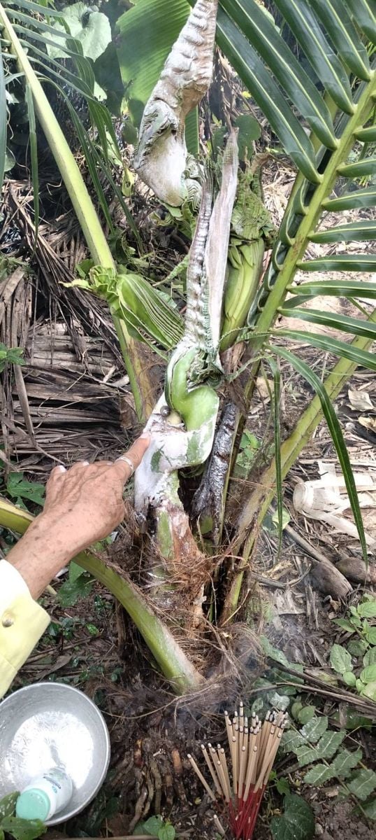 ‘Naga coconut tree’ in Phetchabun sparks lucky number frenzy | News by Thaiger