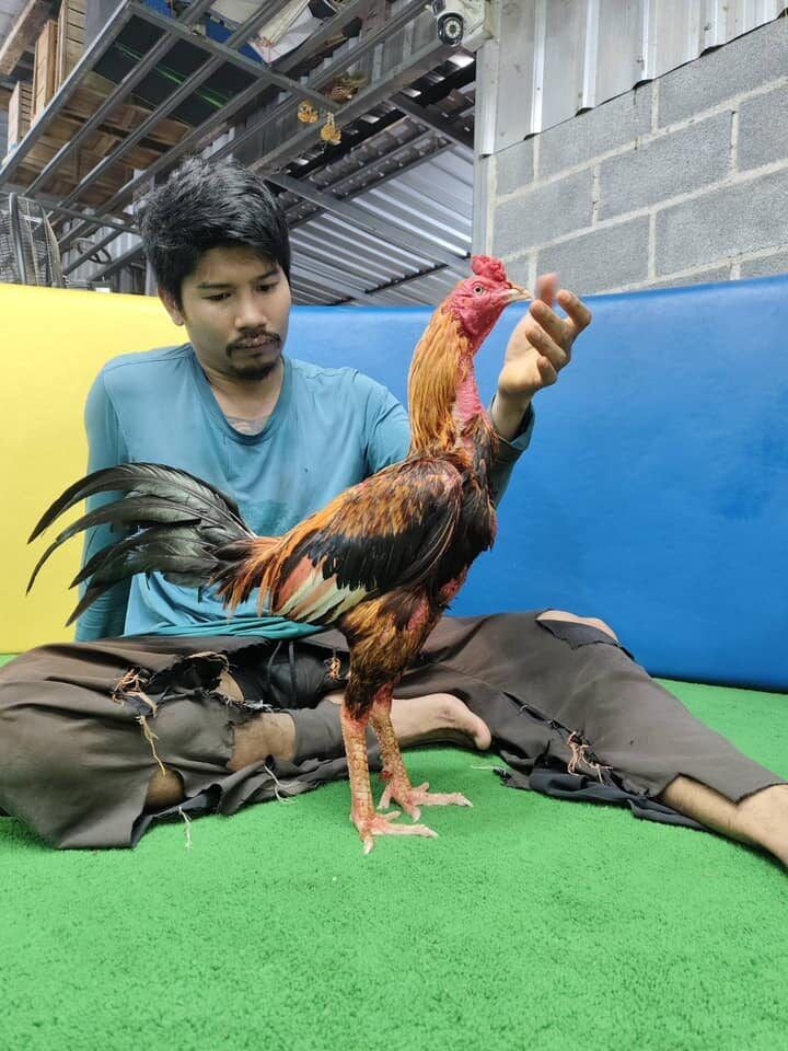 Cockfighting champ: Korat rooster sold for 6.5 million baht | News by Thaiger