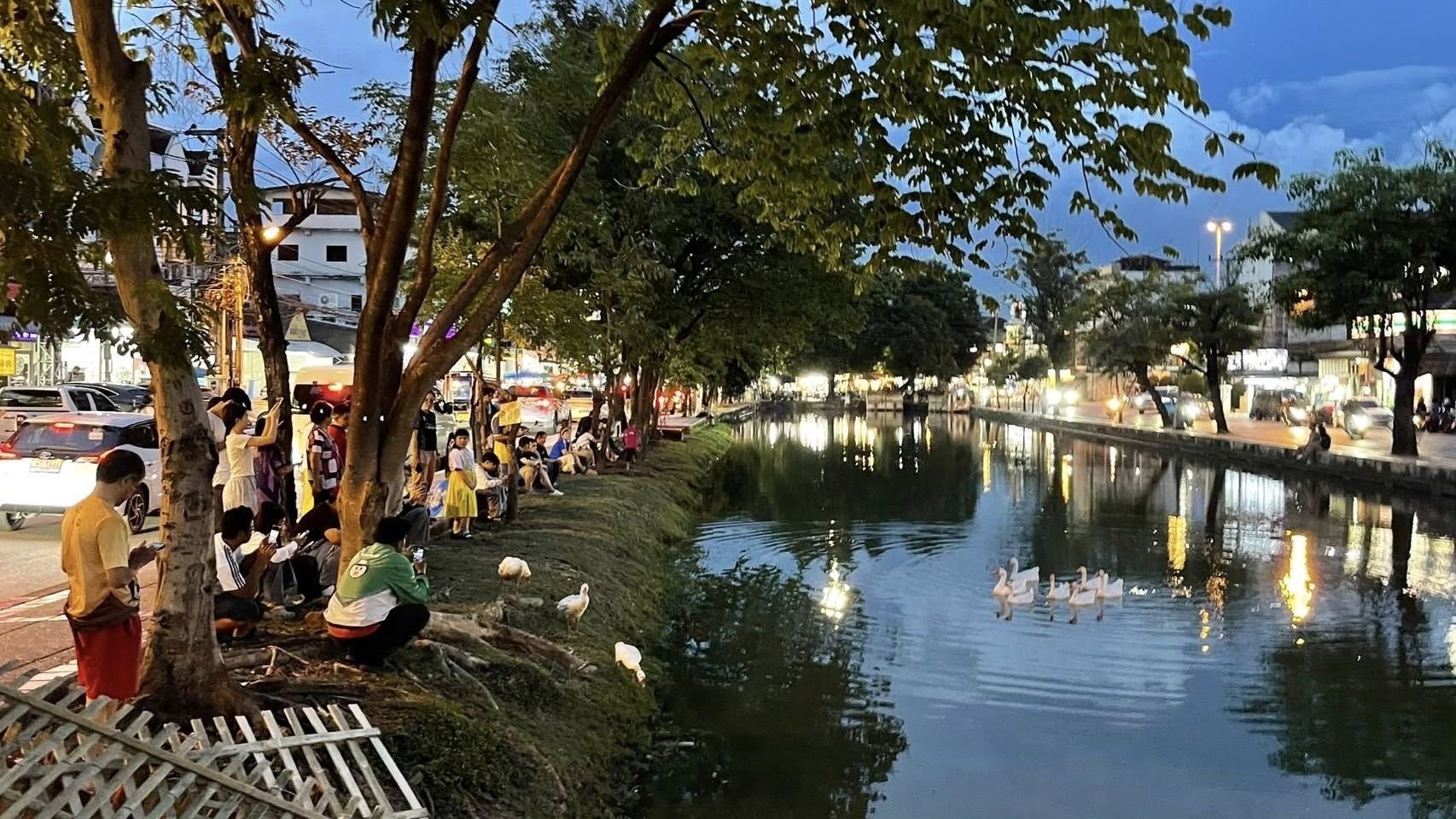 Chiang Mai goose squad flops in moat cleanup stunt | News by Thaiger