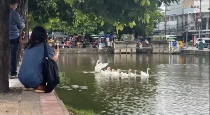 Chiang Mai goose squad flops in moat cleanup stunt | News by Thaiger