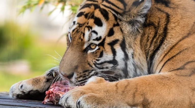 Danish zoo wants your unwanted pets for predator meals | News by Thaiger