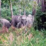 Wild elephants roam 40km for Thai produce, sparking concerns | Thaiger