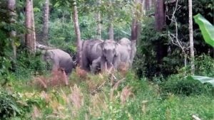 Wild elephants roam 40km for Thai produce, sparking concerns | Thaiger