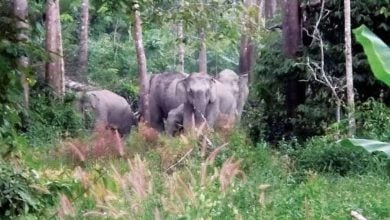 Wild elephants roam 40km for Thai produce, sparking concerns | Thaiger