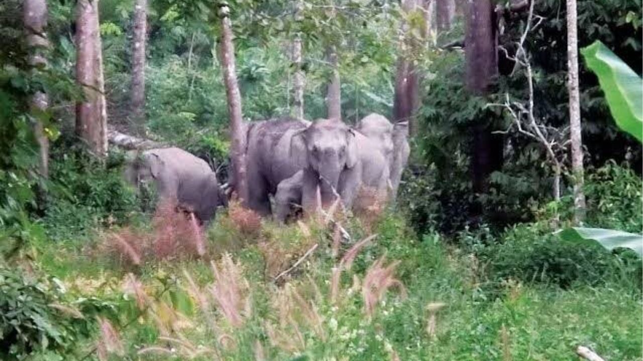 Wild elephants roam 40km for Thai produce, sparking concerns | Thaiger