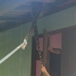 Python invades Thai home, elderly woman loses cat | Thaiger