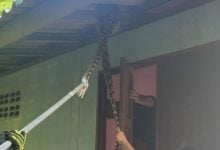 Python invades Thai home, elderly woman loses cat | Thaiger