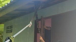 Python invades Thai home, elderly woman loses cat | Thaiger