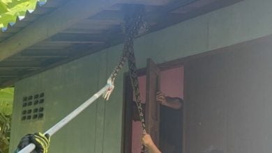 Python invades Thai home, elderly woman loses cat | Thaiger