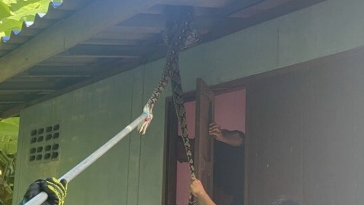 Python invades Thai home, elderly woman loses cat | Thaiger
