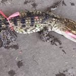 Chon Buri fisherman catches crocodile instead of fish | Thaiger