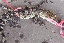 Chon Buri fisherman catches crocodile instead of fish | Thaiger