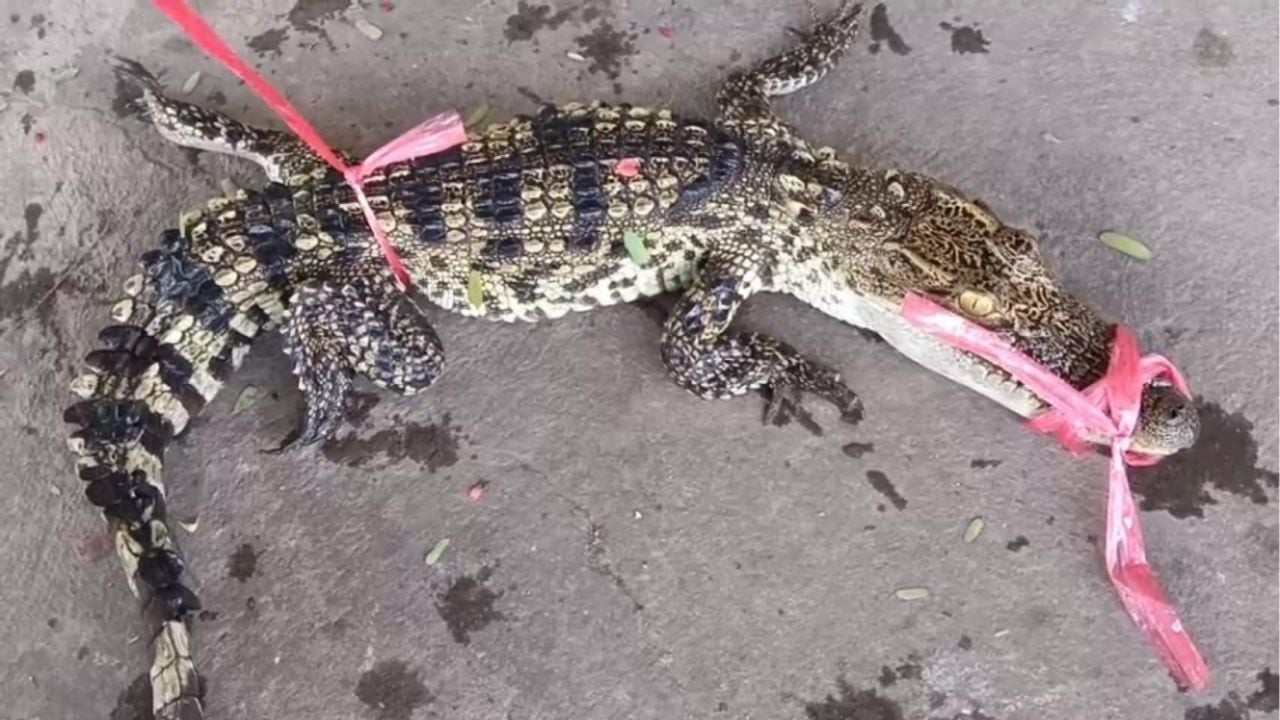 Chon Buri fisherman catches crocodile instead of fish | Thaiger