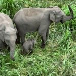 Ministry urges swift action on wild elephant alert system | Thaiger