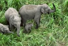 Ministry urges swift action on wild elephant alert system | Thaiger