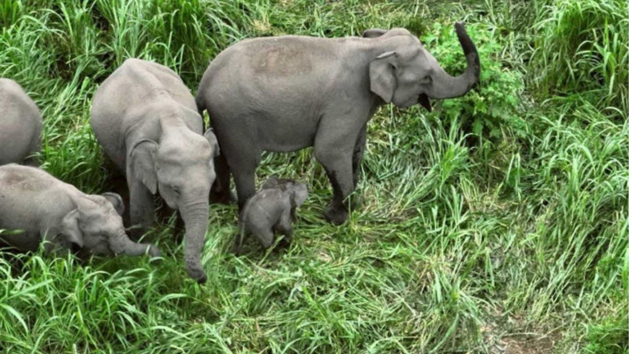 Ministry urges swift action on wild elephant alert system | Thaiger