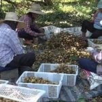 Chanthaburi seeks 30,000 Thai workers for longan harvest amid shortages | Thaiger