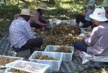 Chanthaburi seeks 30,000 Thai workers for longan harvest amid shortages | Thaiger