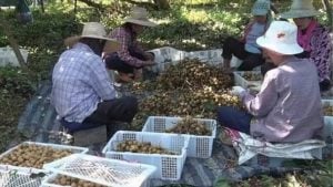 Chanthaburi seeks 30,000 Thai workers for longan harvest amid shortages | Thaiger