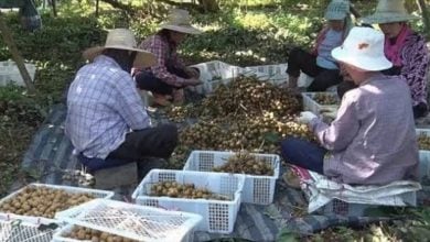 Chanthaburi seeks 30,000 Thai workers for longan harvest amid shortages | Thaiger