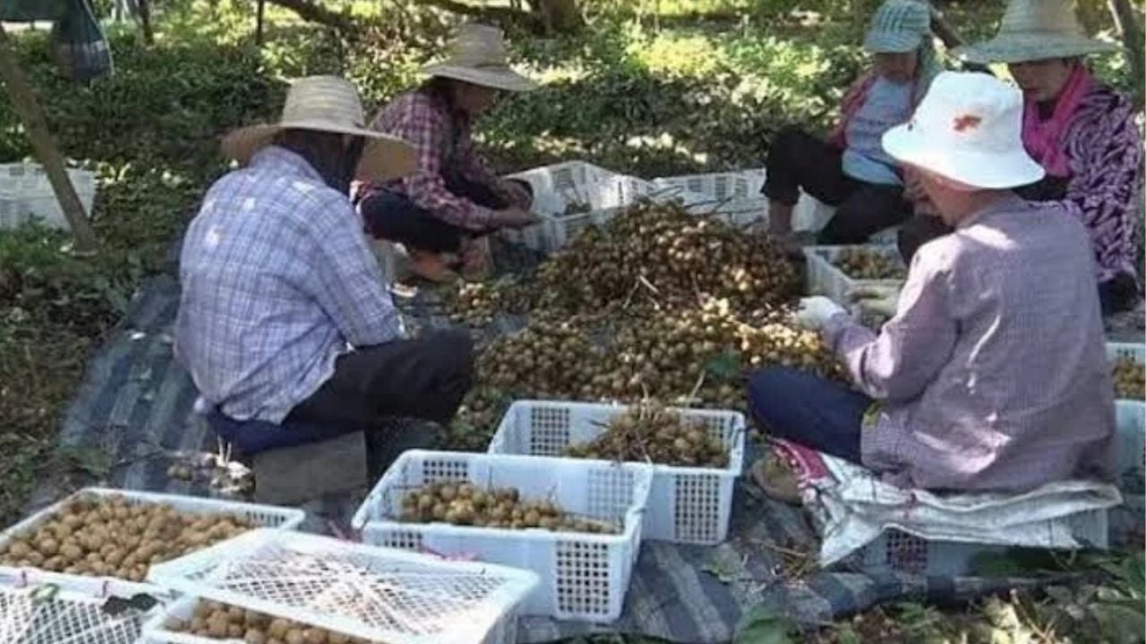 Chanthaburi seeks 30,000 Thai workers for longan harvest amid shortages | Thaiger