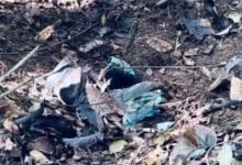 Thai ranger loses leg in landmine blast near Cambodia border | Thaiger