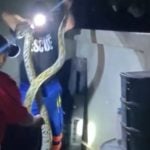 Giant python captured in Phuket garden by British volunteer | Thaiger