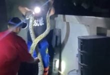 Giant python captured in Phuket garden by British volunteer | Thaiger