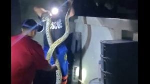 Giant python captured in Phuket garden by British volunteer | Thaiger